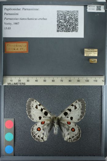 Media type: image;   Entomology 174921